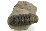 Colorful Crotalocephalina Trilobite - Atchana, Morocco #325997-3